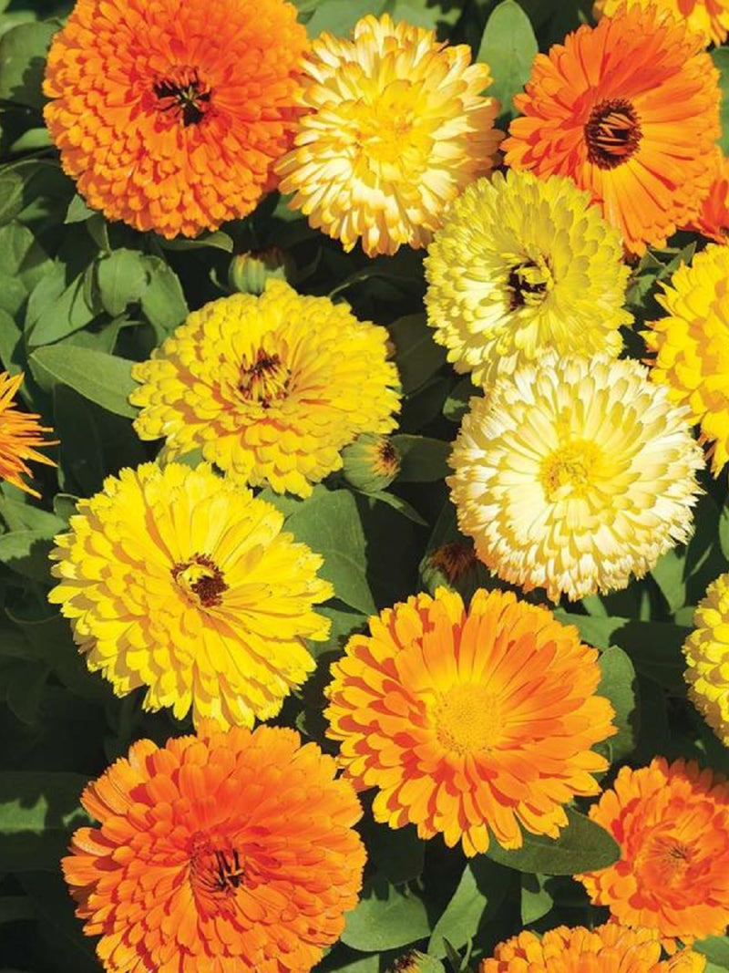 Calendula Fiesta Gitana Superior Flower Seeds Ð Calendula officinalis | Soap Making | Dwarf Blooms | 25 Seeds flower spore