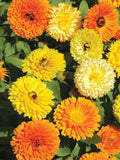 Calendula Fiesta Gitana Superior Flower Seeds Ð Calendula officinalis | Soap Making | Dwarf Blooms | 25 Seeds flower spore