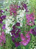 Roman Candles Flower Seeds Ð Verbascum phoeniceum | Perennial Spikes in Violet, Pink & White Mix Flower | Pollinator Favourite | 100 Seeds flower seeds