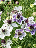Delft Blue Nigella Flower Seeds Ð Unique Blooms & Pods, 50 Seeds flower spore