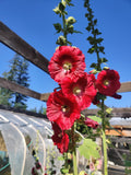 30+ Red Flower Hollyhock Seeds Organic flower seeds