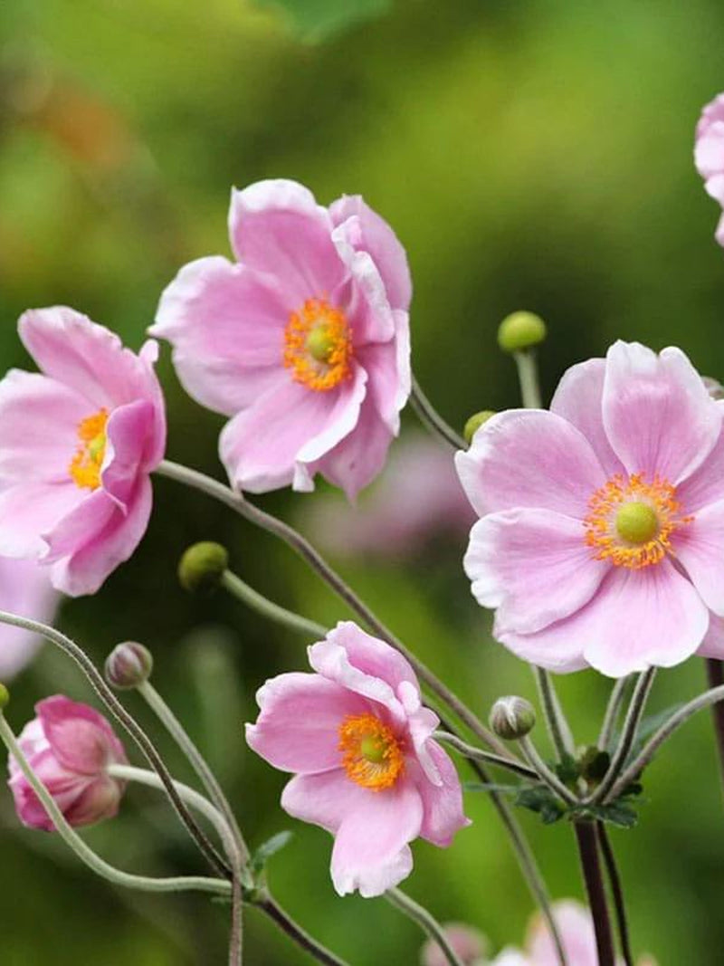Japanese anemone - Japanese Windflower - Anemone tomentosa - 10 seeds - Z 212 flower seeds