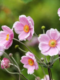 Japanese anemone - Japanese Windflower - Anemone tomentosa - 10 seeds - Z 212 flower seeds