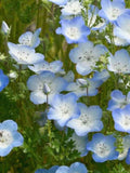 Baby Blue Eyes Seeds Ð Nemophila menziesii | Soft Blue Ground Cover | Edging & Container Favourite | 50+ Seeds flower spore