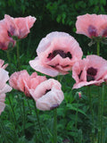 Oriental Poppy Mix Flower Seeds, Papaver orientale, Spring Autumn Sowing, Perennial Flower, 50 Seeds flower seeds