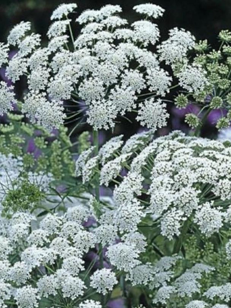 White Dill Ammi Flower Seeds Ð Ammi majus | Lacy White Umbels | Cut Flower and for Bouquet | White Garden | 50 Seeds flower seeds
