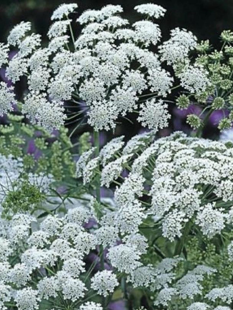 White Dill Ammi Flower Seeds Ð Ammi majus | Lacy White Umbels | Cut Flower and for Bouquet | White Garden | 50 Seeds flower spore