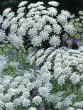 White Dill Ammi Flower Seeds Ð Ammi majus | Lacy White Umbels | Cut Flower and for Bouquet | White Garden | 50 Seeds flower spore