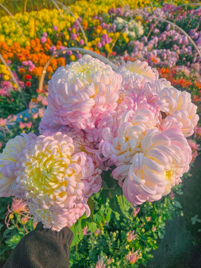 Kenroku White Pink for Endless Elegance & Luxury Cut Flowers, Pots ,Gardens, Chrysanthemum flower seeds
