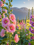 Hollyhock Flower Mix Seeds - Heirloom Seeds, Pink, Yellow, White, & Red Flowers, Biennial, Pollinator Friendly, fence_ seeds bulk