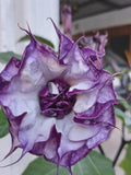 Datura 'Purple Queen' double flower x 10 seeds FLOWER DELIVERY