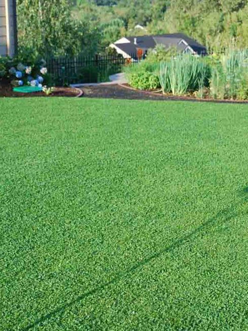 Dwarf Clover Seeds for Lawn - 10,000 Seeds - Dense ground cover, low maintenance, does not require frequent mowing. seeds bulk