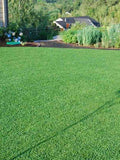 Dwarf Clover Seeds for Lawn - 10,000 Seeds - Dense ground cover, low maintenance, does not require frequent mowing. seeds bulk