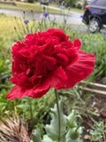 500+, Giant Double Red Peony Poppy flower seeds, annual flower seeds