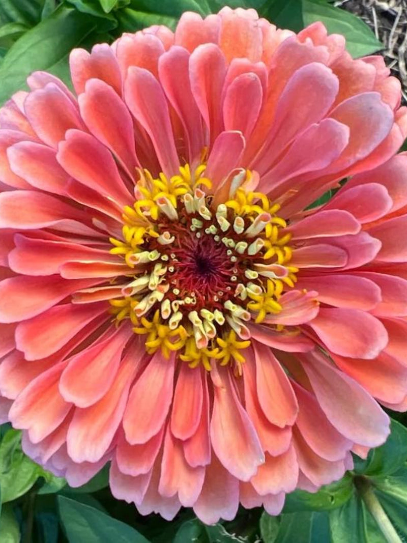 Salmon Queen Zinnia Flower Seeds Ð Zinnia elegans | Salmon-Pink Blooms | Cut and Come Again Cut Flower | 25 Seeds flower seeds
