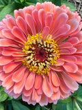 Salmon Queen Zinnia Flower Seeds Ð Zinnia elegans | Salmon-Pink Blooms | Cut and Come Again Cut Flower | 25 Seeds flower seeds
