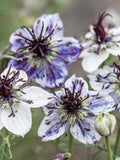 Delft Blue Nigella Flower Seeds Ð Nigella papillosa | Unique Seed Pods | Cut & Dried Flower Favourite | 50 Seeds flower spore