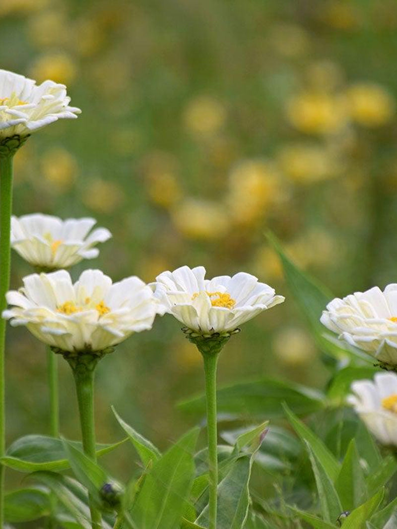 25 Cosmos & Zinnia Flower Seed Mix | Annual Cut Flower flower seeds