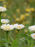 25 Cosmos & Zinnia Flower Seed Mix | Annual Cut Flower flower seeds