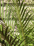 250+ Silver Lady Dwarf Tree Fern - -Blechnum gibbum Fern Spores (Seeds) flower spore