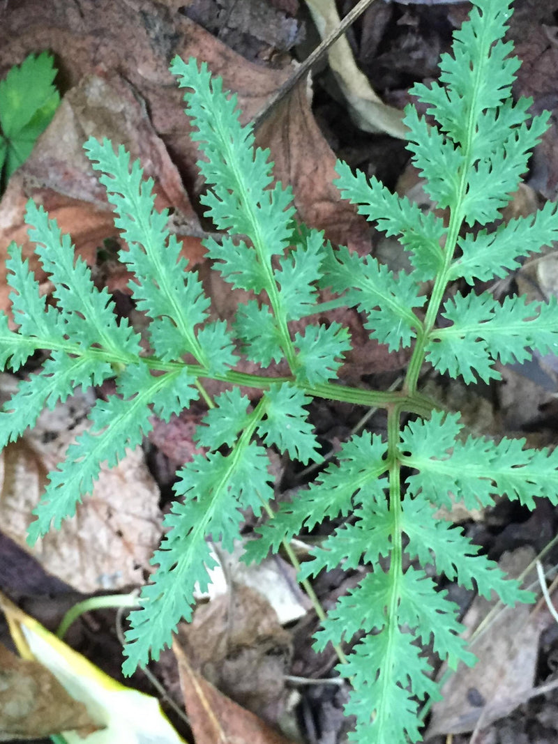 Mini Fern Spores Gift Bundle: Cut-Leaf Grape, Blunt Leaf, Ebony Spleenwort flower spore