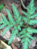 Mini Fern Spores Gift Bundle: Cut-Leaf Grape, Blunt Leaf, Ebony Spleenwort flower spore
