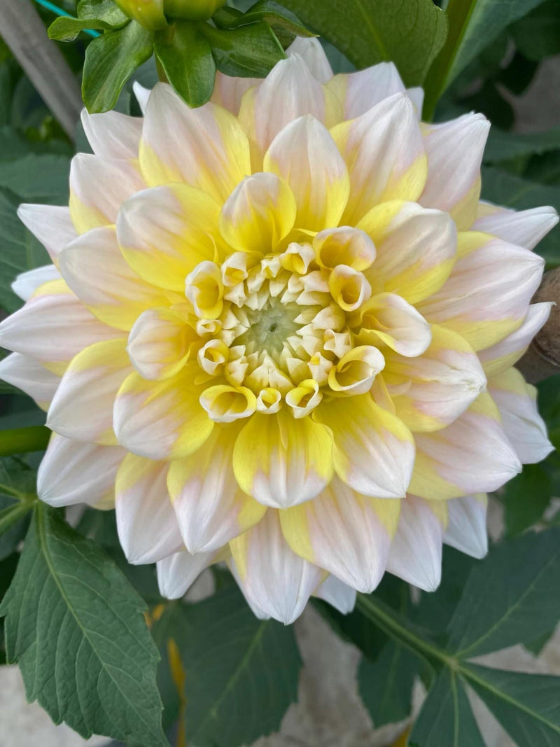 Dahlia 'Seattle' Seeds - 25 Count:  Giant Blooms - Flowering _ Bright Yellow Double Dahlia_ Cut Flowers, Large Flowers flower seeds