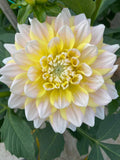 Dahlia 'Seattle' Seeds - 25 Count:  Giant Blooms - Flowering _ Bright Yellow Double Dahlia_ Cut Flowers, Large Flowers flower seeds
