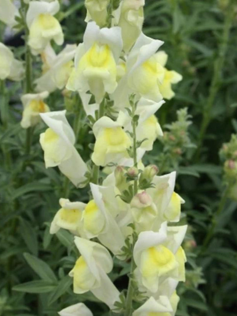Lemon Sherbet Snapdragon Flower Seeds Ð Antirrhinum braun-blanquetii | Perennial | Yellow Blooms | 50 Seeds flower seeds