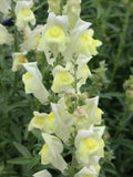 Lemon Sherbet Snapdragon Flower Seeds Ð Antirrhinum braun-blanquetii | Perennial | Yellow Blooms | 50 Seeds flower seeds