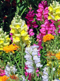 Snapdragon 'Trumpet Serenade' Flower Seeds Ð Antirrhinum majus | Annual | Mixed Colours | 50 Seeds flower spore
