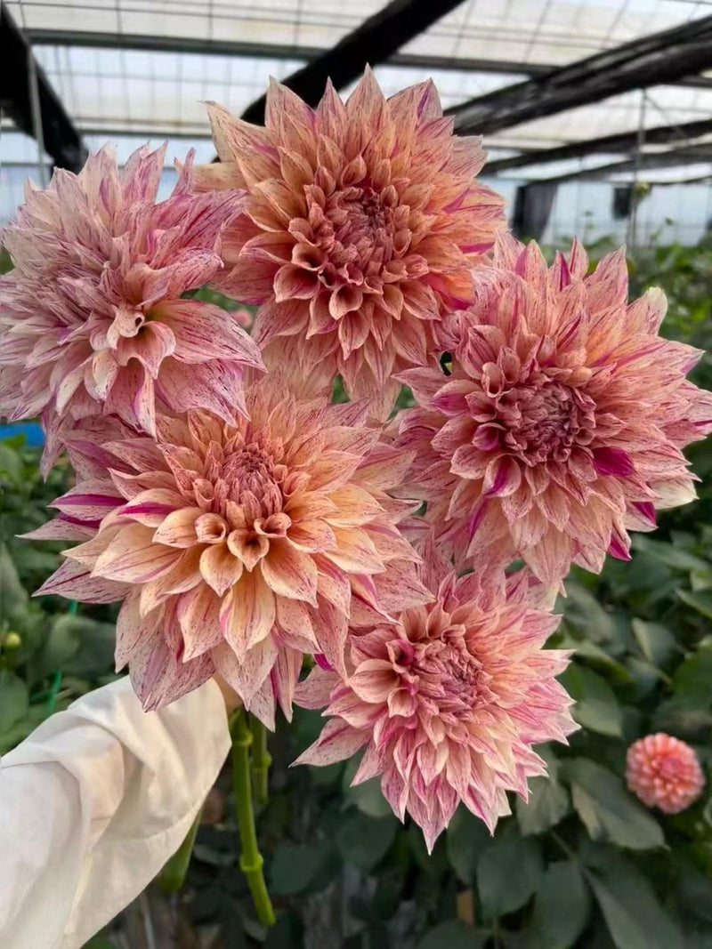 Stripe Cafe au Lait Dahlia  Seeds - 25 Count:  Giant Blooms - Flowering _ Cut Flowers, Large Flowers, Easy Growing,  Fast Growing flower seeds