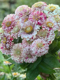 Peppermint Stick Zinnia Seeds Ð Candy Stripe Cottage Garden Flowers flower seeds