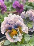 Classic!  Pansy Seeds - Perennial, Blue-Purple Variety, Viola Cornuta flower seeds