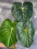 Natural Touch Large Size Faux Monstera Tropical Turtle Leaf - Artificial Plant - Multi Colors faux plants