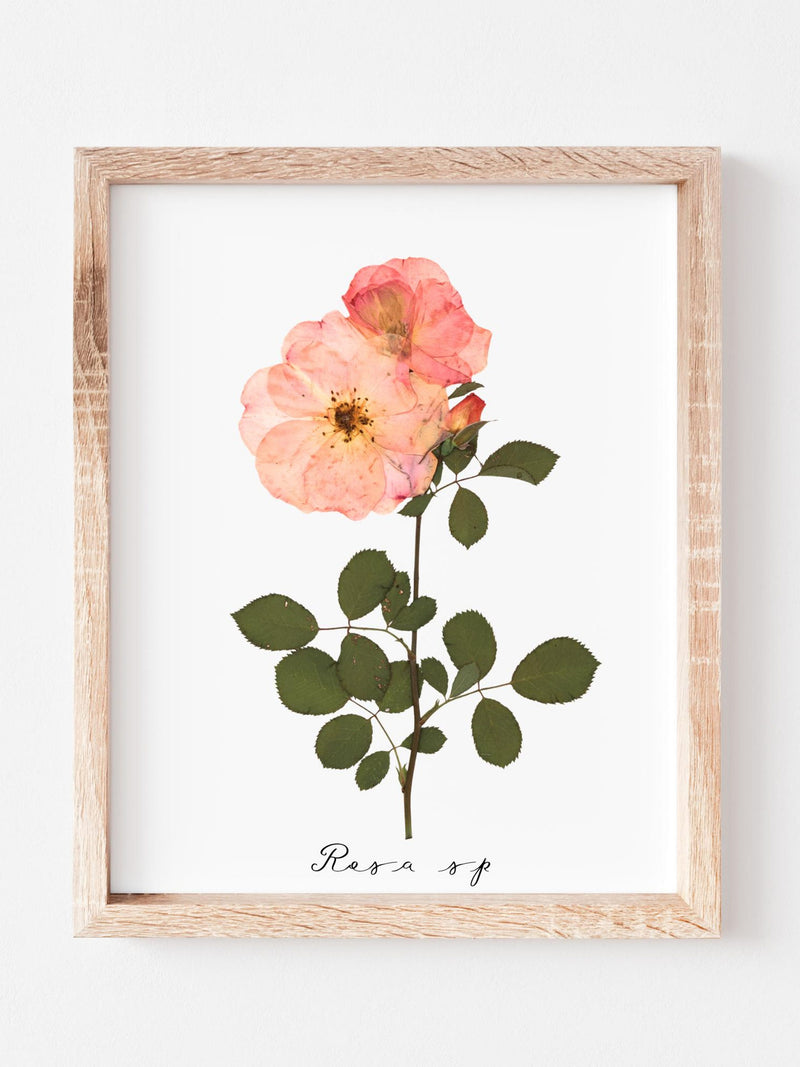 Rose Pressed Flower Art Print: Botanical Garden Decor Herbarium Specimen house warming flower