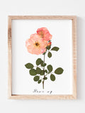 Rose Pressed Flower Art Print: Botanical Garden Decor Herbarium Specimen house warming flower