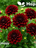 Dahlia Seeds- Bloody Mary - 70 SEEDS - Dahlia pinnata DWARF Dark Red seeds bulk