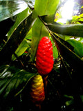 2x Shampoo Ginger Rhizomes: Fragrant Red Flower Plant FLOWER DELIVERY