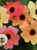 NEW! African Sunset Black Eyed Susan Vine Seeds, Thunbergia Alata, TH0410 flower seeds