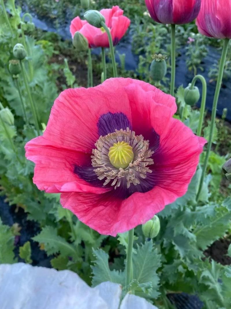 Hen And Chickens Poppy Flower Seeds Ð Papaver somniferum | Whimsical Seed Pods | Dried Floral Use | 100 Seeds seeds bulk