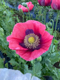 Hen And Chickens Poppy Flower Seeds Ð Papaver somniferum | Whimsical Seed Pods | Dried Floral Use | 100 Seeds seeds bulk