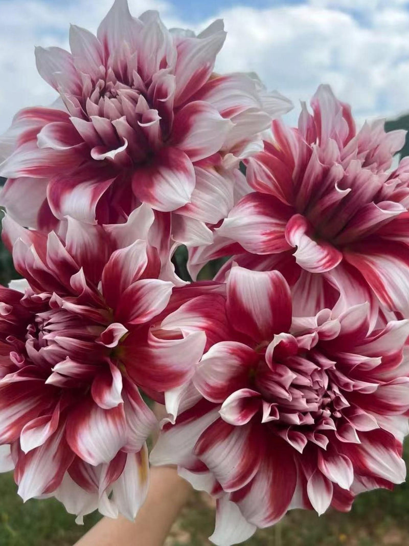 X Element Dahlia  Seeds - 25 Count:  Red, Giant Blooms - Flowering _ Cut Flowers, Large Flowers, Easy Growing,  Fast Growing flower seeds