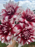 X Element Dahlia  Seeds - 25 Count:  Red, Giant Blooms - Flowering _ Cut Flowers, Large Flowers, Easy Growing,  Fast Growing flower seeds