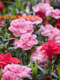 Carnation Mix Seeds (Pack of 100 Seeds) High Germination/ Easy To grow/ Perfect for pots, balconies, or Terrace gardens seeds bulk