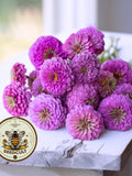 NEW! Benarys Giant Lilac Zinnia Seeds, Largest Giant Zinnias, Zinnia Elegans ZE5025 flower seeds