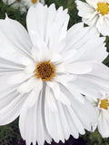 Fizzy White Cosmos Flower Seeds Ð Cosmos bipinnatus | Frilly White Blooms | White Cottage Garden | 30 Seeds flower spore
