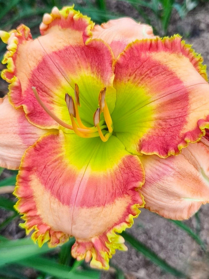 New Daylily 'Orange Candy' 15 Seeds: Sun-Loving, Cold-Tolerant Giant Blooms - Flowering - Hybrid seeds bulk