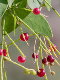 Salvadora persica Seeds, Toothbrush Mustard Tree, Salt brush, Miswak - 5 to 10 seeds bulk
