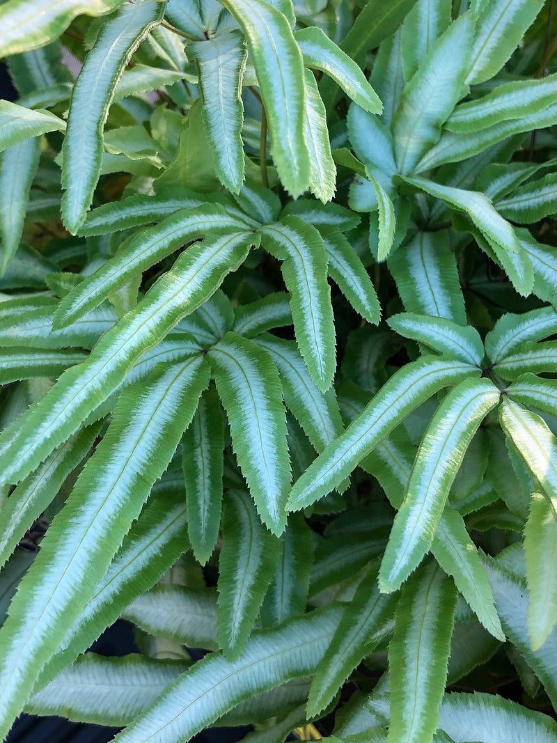 Albo Pteris Ribbon Fern Spores 50+ (Seeds) Houseplant flower spore